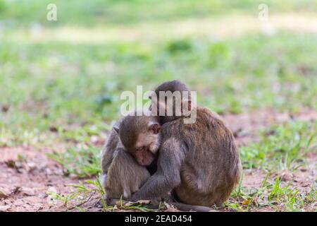 Deux singes dormant sur l'herbe Banque D'Images