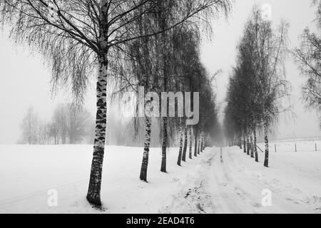 Bouleaux et routes enneigées en hiver, photographies en noir et blanc Banque D'Images