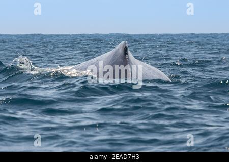 Baleines à bosse naviguant dans le parc national de Machalilla, Équateur Banque D'Images