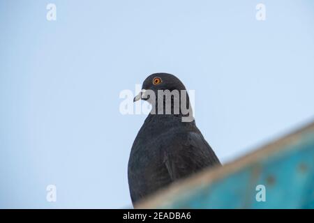 Le pigeon noir se trouve sur le toit du pigeon et s'éloigne du ciel pâle Banque D'Images