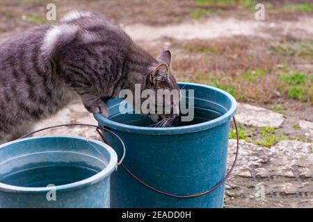 Un chat curieux pénètre dans un seau en plastique dans le jardin. Un bel animal rayé gris-blanc debout sur ses pattes arrière. Chats curiosité concept. Banque D'Images