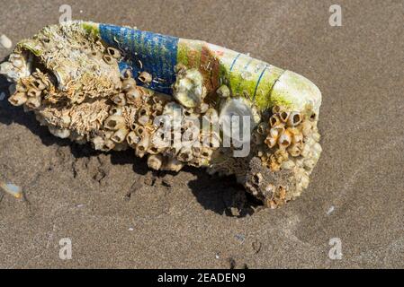 Une petite colonie de coquillages sur une bouteille en plastique sur le sable de la plage au coucher du soleil Banque D'Images