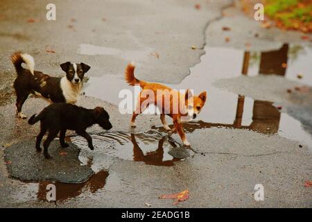 Trois chiens sans abri boivent de l'eau à partir de la flaque. Banque D'Images