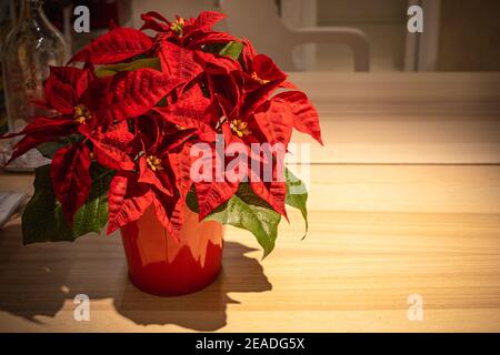 Fleur de Noël, poinsettia dans le pot rouge sur table en bois. Banque D'Images