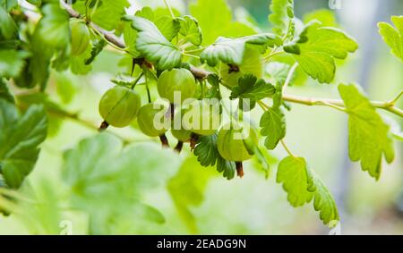 Jostaberries - hybride de la brousse de groseilles à maquereau et du cassis dans le jardin. Jeunes fruits frais de freen sur les branches du Bush. Banque D'Images