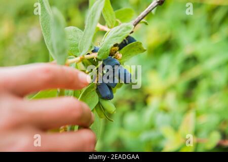 Lonicera caerulea kamtschatica - délicieux fruits sains bleu foncé sur la brousse dans le jardin comestible. Banque D'Images