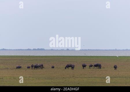 Buffle d'eau marchant dans le champ de riz paady et l'étang, Signature de Ta-la-Noi mer Voyage lieu d'attraction dans la province de Phathalung, Thaïlande Banque D'Images