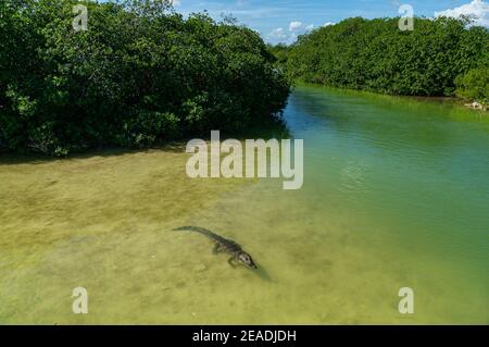 Crocodile mexicain ((Crocodylus moreletii) dans l'eau du Yucatan au Mexique Banque D'Images