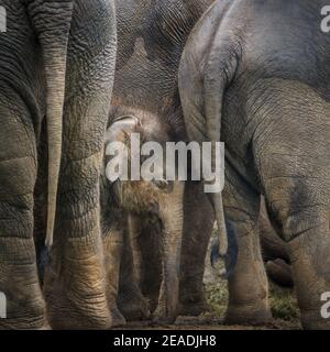 Bébé éléphant d'Asie (Elepha maximus) protégé par un troupeau, groupe d'éléphants d'Asie dans un enclos extérieur, ZSL Whipsnade, Royaume-Uni Banque D'Images