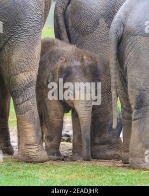 Bébé éléphant d'Asie (Elepha maximus) protégé par un troupeau, groupe d'éléphants d'Asie dans un enclos extérieur, ZSL Whipsnade, Royaume-Uni Banque D'Images