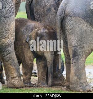 Bébé éléphant d'Asie (Elepha maximus) protégé par un troupeau, groupe d'éléphants d'Asie dans un enclos extérieur, ZSL Whipsnade, Royaume-Uni Banque D'Images