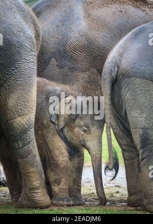 Bébé éléphant d'Asie (Elepha maximus) protégé par un troupeau, groupe d'éléphants d'Asie dans un enclos extérieur, ZSL Whipsnade, Royaume-Uni Banque D'Images