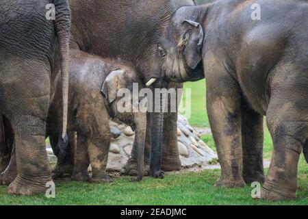 Bébé éléphant d'Asie (Elepha maximus) protégé par un troupeau, groupe d'éléphants d'Asie dans un enclos extérieur, ZSL Whipsnade, Royaume-Uni Banque D'Images