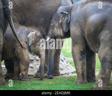 Bébé éléphant d'Asie (Elepha maximus) protégé par un troupeau, groupe d'éléphants d'Asie dans un enclos extérieur, ZSL Whipsnade, Royaume-Uni Banque D'Images