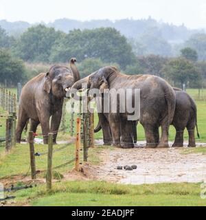 Troupeau d'éléphants d'Asie (Elepha maximus), groupe d'éléphants d'Asie interagissant en captivité à l'extérieur des enclos, ZSL Whipsnade, Royaume-Uni Banque D'Images