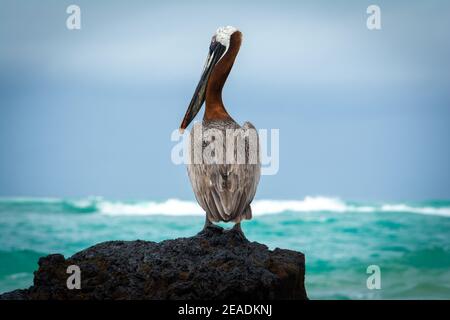 Pélican brun sur un rocher, île Isabela dans les îles Galapagos, Equateur Banque D'Images