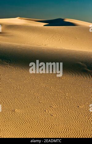 Dunes au lever du soleil, Monahans Sandhills State Park, Désert de Chihuahuan, Texas, États-Unis Banque D'Images