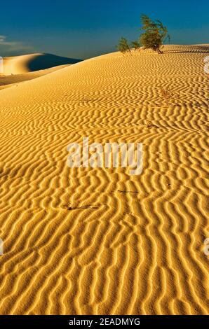 Dunes au coucher du soleil, Monahans Sandhills State Park, Désert de Chihuahuan, Texas, États-Unis Banque D'Images