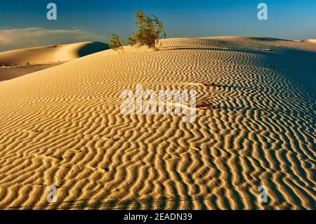 Dunes au coucher du soleil, Monahans Sandhills State Park, Désert de Chihuahuan, Texas, États-Unis Banque D'Images