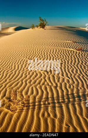 Dunes au coucher du soleil, Monahans Sandhills State Park, Désert de Chihuahuan, Texas, États-Unis Banque D'Images