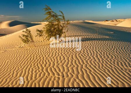 Dunes au coucher du soleil, Monahans Sandhills State Park, Désert de Chihuahuan, Texas, États-Unis Banque D'Images