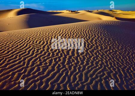 Dunes au coucher du soleil, Monahans Sandhills State Park, Désert de Chihuahuan, Texas, États-Unis Banque D'Images