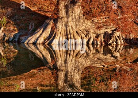 Tronc de cyprès chauve au-dessus de la rivière, en automne, Guadalupe River State Park près de Bergheim, Texas, États-Unis Banque D'Images