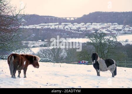 Les animaux se trouvent dans un champ couvert de neige près de Castleside sur l'A68 dans le comté de Durham, avec le viaduc de Hownsgill au loin. Date de la photo: Mardi 9 février 2021. Banque D'Images