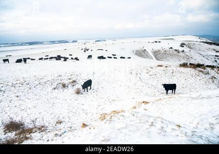 Brighton Royaume-Uni 9 février 2021 - Cattle in the Snow at Devils Dyke on the South Downs Way juste au nord de Brighton aujourd'hui, certaines parties de la Grande-Bretagne connaissent le jour le plus froid de l'hiver jusqu'à présent : Credit Simon Dack / Alay Live News Banque D'Images