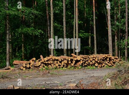 Récolte forestière, déforestation comme cause du changement climatique, zone forestière dans la forêt avec une grosse pile de bois, couper les arbres. Banque D'Images