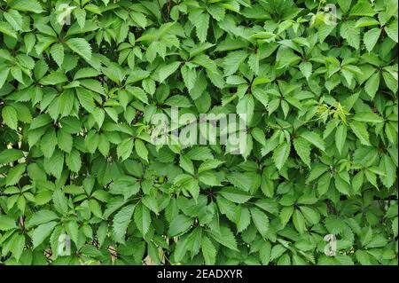 Mur avec feuilles de lierre vert vif pour la décoration de jardin Banque D'Images