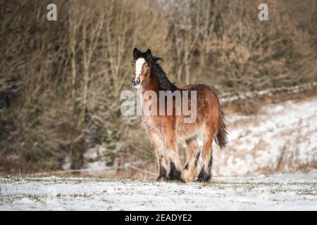 Magnifique grand irlandais Gypsy rafle cheval foal debout sauvage dedans champ de neige au sol en regardant vers la caméra à travers le froid profond paysage hivernal enneigé seul Banque D'Images
