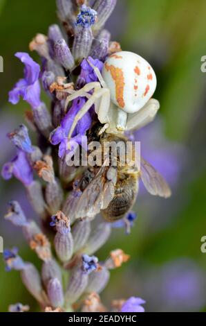 Araignée de crabe blanc et orange (Synema globosum) manger des abeilles sur la fleur de lavande et vu d'en haut Banque D'Images