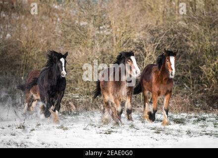 Magnifique grand groupe de Gybsy irlandais chevaux de rafle poulains de course neige sauvage sur le sol vers l'hiver froid profond et enneigé emballage de galoping field at sunset Banque D'Images