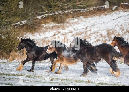 Magnifique grand groupe de Gybsy irlandais chevaux de rafle poulains de course neige sauvage sur le sol vers l'hiver froid profond et enneigé emballage de galoping field at sunset Banque D'Images