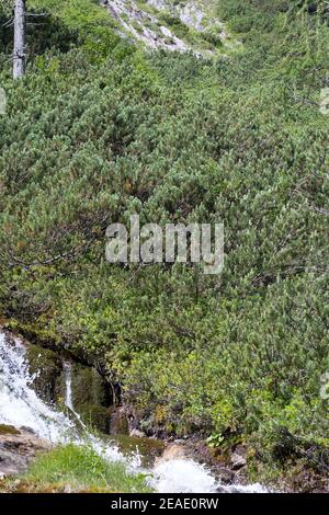 Bergkiefer, Berg-Kiefer, Latsche, Latschenkiefer, Bergföhre, Legföhre, Legkiefer, Krumholzkiefer, Krummholz-Kiefer, Kiefer, Krüppelkiefer, Pinus mugo Banque D'Images