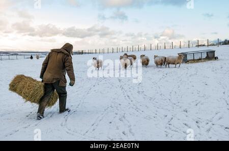 East Lothian, Écosse, Royaume-Uni, 9 février 2021. Météo au Royaume-Uni: Hardy pur élevé des moutons Shetland fortement enceinte dans un champ de neige attendre leur petit déjeuner de l'agriculteur Richard Briggs Banque D'Images