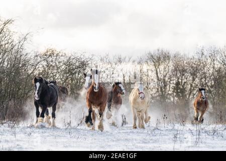 Magnifique grand groupe de Gybsy irlandais chevaux de rafle poulains de course neige sauvage sur le sol vers l'hiver froid profond et enneigé emballage de galoping field at sunset Banque D'Images