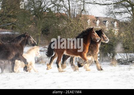 Magnifique grand groupe de Gybsy irlandais chevaux de rafle poulains de course neige sauvage sur le sol vers l'hiver froid profond et enneigé emballage de galoping field at sunset Banque D'Images