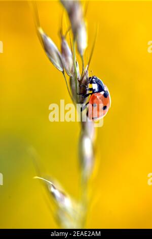 Macro de sept taches coccinelle (Coccinella septempunctata) sur tige sur fond jaune Banque D'Images