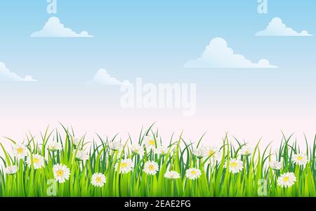 Champ de printemps de fleurs de pâquerettes, camomille et herbe juteuse verte, prairie, ciel bleu, nuages blancs. Vecteur, illustration, isolé, modèle, bannière Illustration de Vecteur