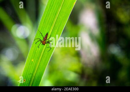 Gros plan sur l'araignée Lynx. Banque D'Images