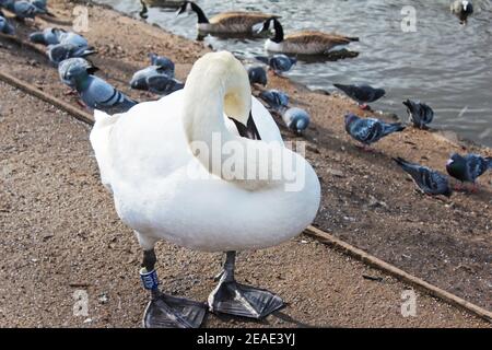 Gros plan d'un grand cygne blanc avec un cou courbé à côté d'un lac avec beaucoup de pigeons et d'oies à Alexandra Park, Manchester, Angleterre Banque D'Images