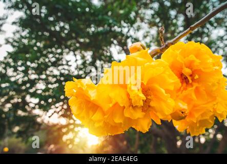 Cochlospermum regium, arbre de coton jaune (suphannika:Thai) fleur en fleurs dans le jardin. Banque D'Images