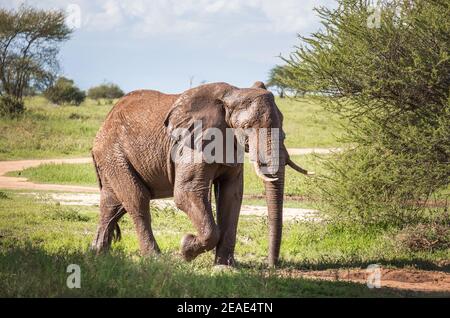 Portrait d'éléphant de brousse solitaire jeune dans le Parc national de Tarangire, Tanzanie. Éléphant de savane africaine - le plus grand animal terrestre vivant. Animal Banque D'Images
