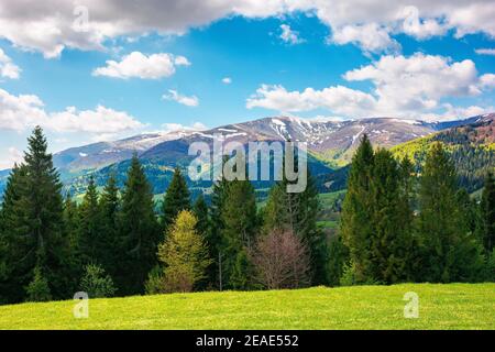 paysage de montagne au printemps par une journée ensoleillée. arbres sur la prairie. nuages moelleux au-dessus de la crête lointaine. magnifique paysage de carpates bo Banque D'Images