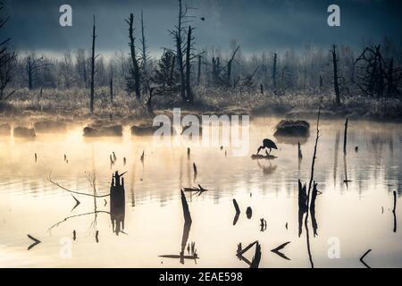 Matin d'automne brumeux à Schwenninger Moos dans la forêt noire allemagne Banque D'Images