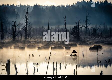 Matin d'automne brumeux à Schwenninger Moos dans la forêt noire allemagne Banque D'Images