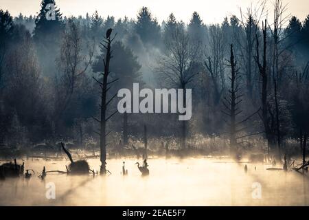 Matin d'automne brumeux à Schwenninger Moos dans la forêt noire allemagne Banque D'Images