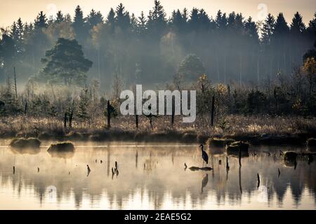 Matin d'automne brumeux à Schwenninger Moos dans la forêt noire allemagne Banque D'Images